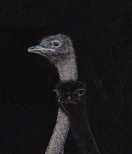On the Edge - Ostrich Heads