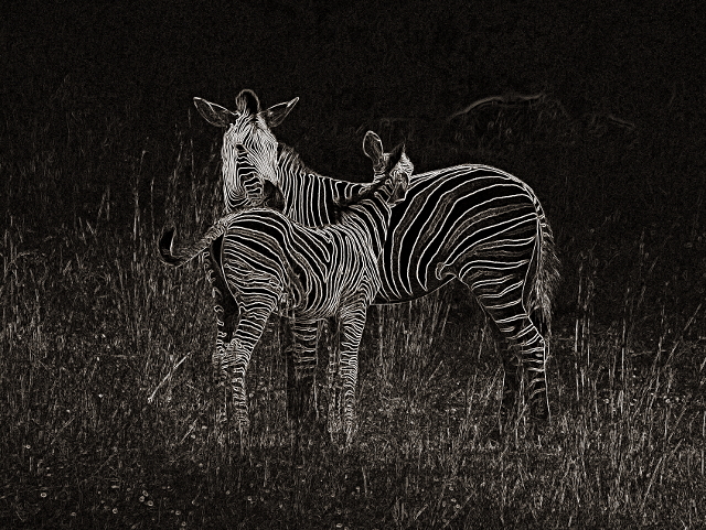 On the Edge - Zebra Mother and Son