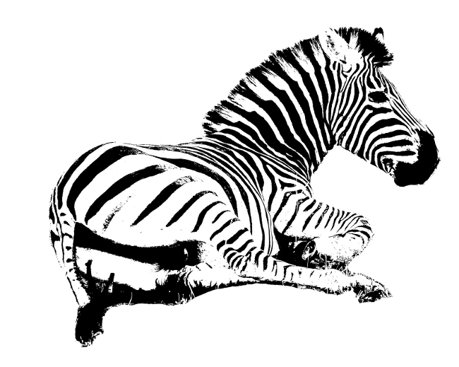On the Edge - Seated Zebra