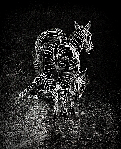 On the Edge - Zebras