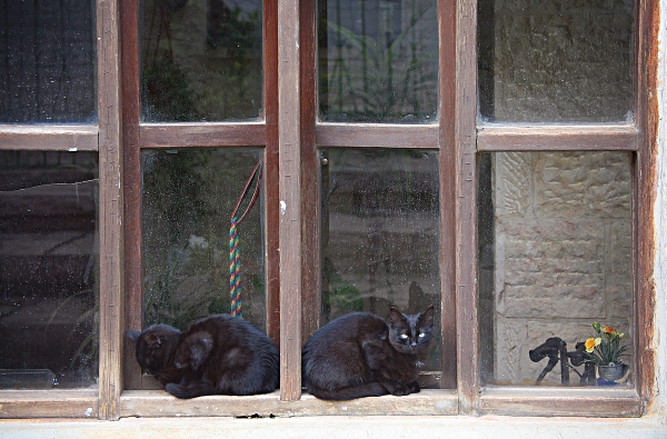 My Home Town, Efrat - Two cats in a Window on Morit Street, Rimon