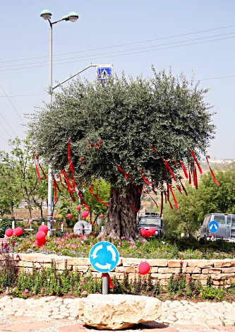 My Home Town, Efrat - The Old Olive Tree dressed up