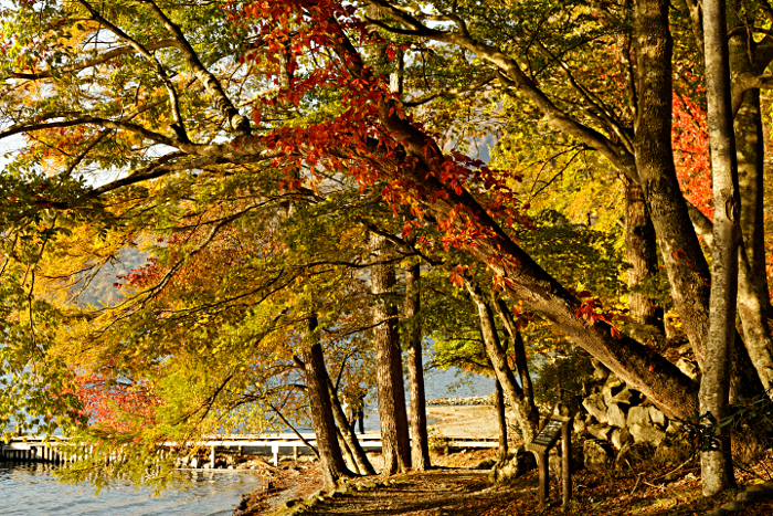 Nikko -- at the Shrine of Shogun Tokugawa Ieyasu and his grandson Iemitsu - Trees and Jetty