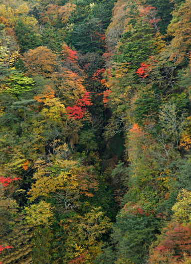 Nikko -- at the Shrine of Shogun Tokugawa Ieyasu and his grandson Iemitsu - Kegon Falls