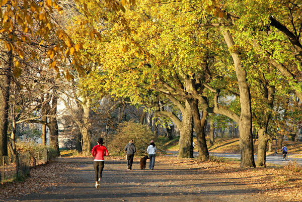 New York in November 2011 - Central Park Run, Walk, Ride, Dog