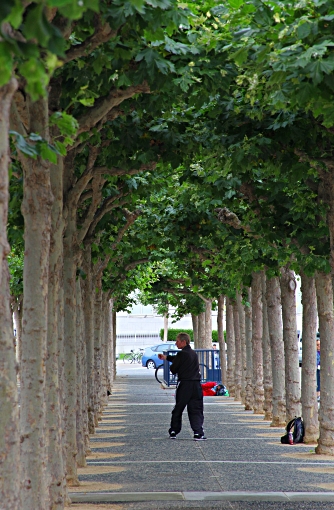 August in the US - Tai Chi in the Trees, San Francisco City Hall