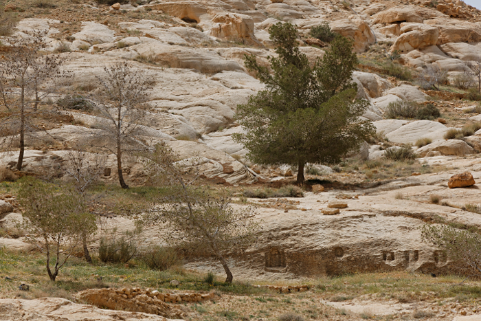 Petra - Trees and carvings along Wadi Musa
