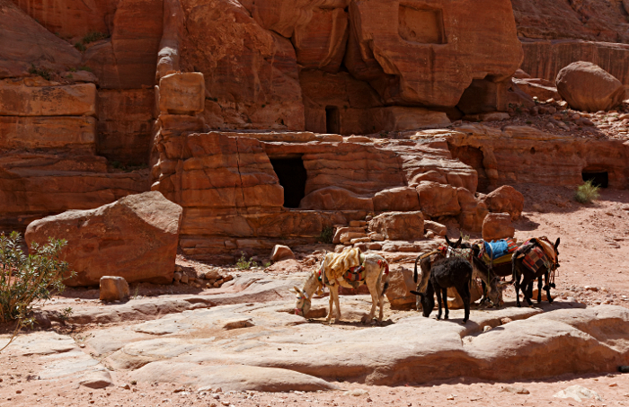 Petra - Donkeys