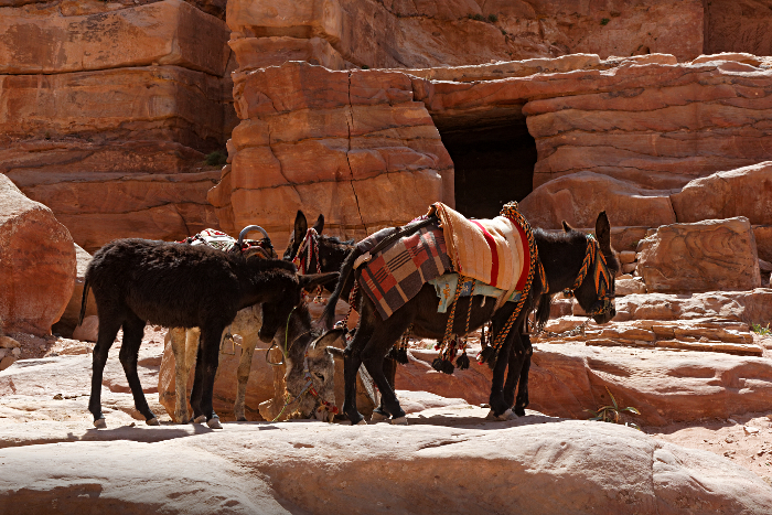 Petra - Donkeys