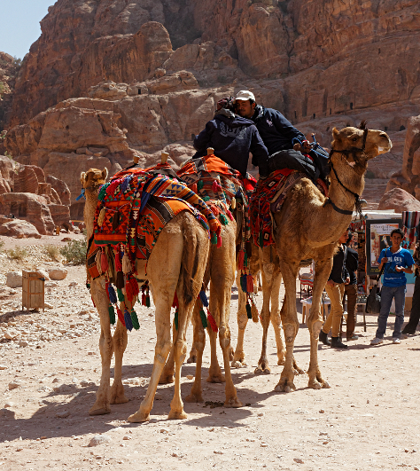 Petra - Kissing Cameleers