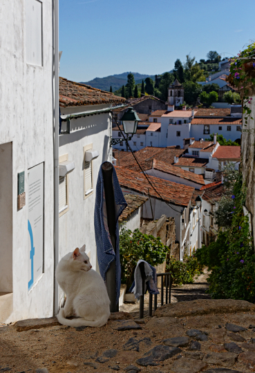 Castelo De Vide, Portugal - One of the white cats guarding the Sinagoga