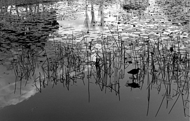 Centennial Park Pond