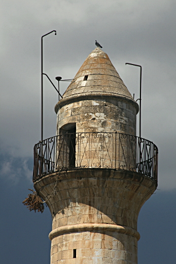 Safed - Pigeon on a Minaret