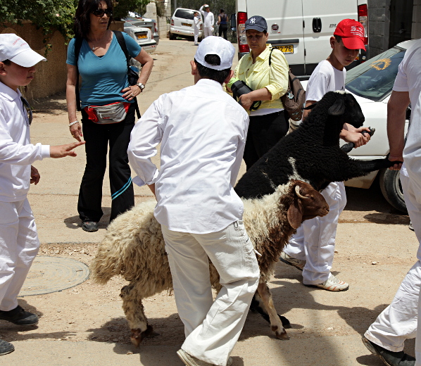 Samaritan, Shomronim, Passover Sacrifice - The Lambs Arriving