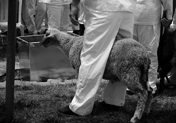 Samaritan, Shomronim, Passover Sacrifice - Readying the Lambs