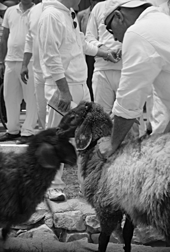 Samaritan, Shomronim, Passover Sacrifice - Readying the Lambs