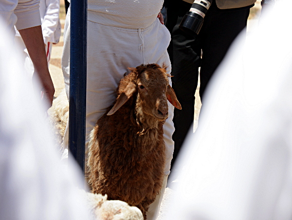 Samaritan, Shomronim, Passover Sacrifice - Readying the Lambs