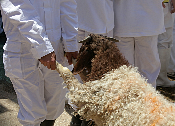 Samaritan, Shomronim, Passover Sacrifice - Readying the Lambs