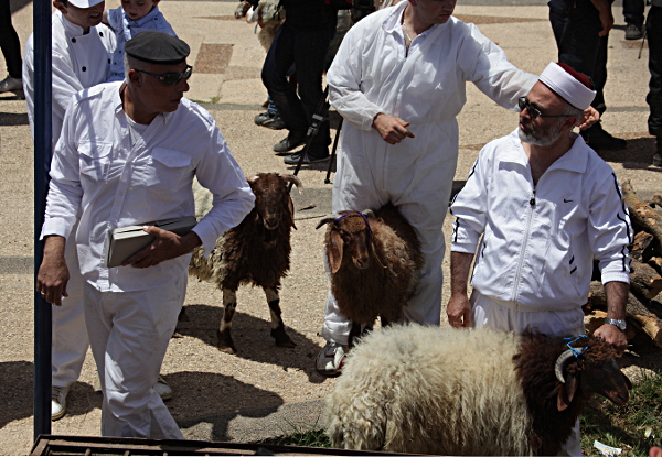 Samaritan, Shomronim, Passover Sacrifice - Readying the Lambs