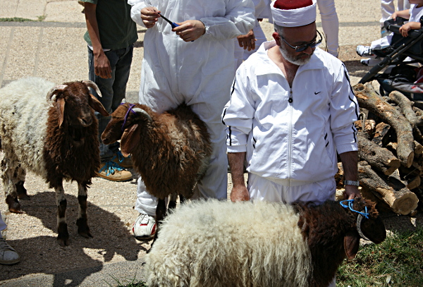 Samaritan, Shomronim, Passover Sacrifice - Readying the Lambs