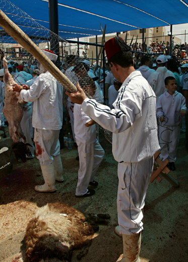 Samaritan, Shomronim, Passover Sacrifice - Skewering the Lambs