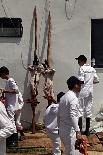 Samaritan, Shomronim, Passover Sacrifice - Skewered Lambs Ready for Cooking