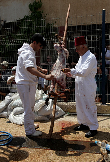 Samaritan, Shomronim, Passover Sacrifice - Wiring the Meat onto the Skewers