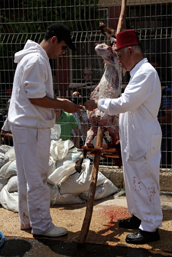 Samaritan, Shomronim, Passover Sacrifice - Wiring the Meat onto the Skewers