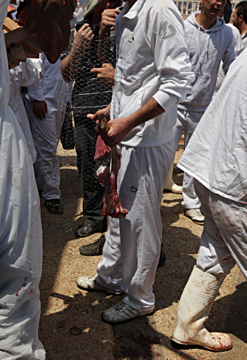 Samaritan, Shomronim, Passover Sacrifice - Shok for the Cohanim - and Innards Bound for the Altar