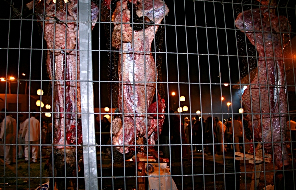 Samaritan, Shomronim, Passover Sacrifice - Three Carcasses Waiting to be Cooked