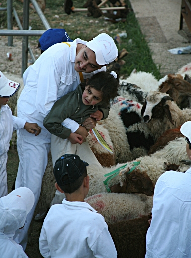 Samaritan, Shomronim, Passover Sacrifice - The lambs before the slaughter