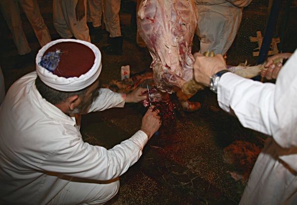 Samaritan, Shomronim, Passover Sacrifice - Butchering