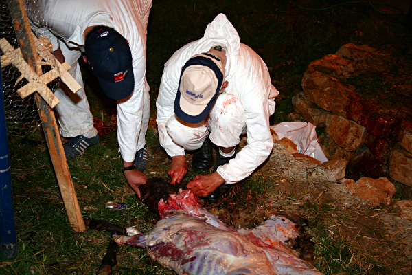 Samaritan, Shomronim, Passover Sacrifice - Preparing the lamb