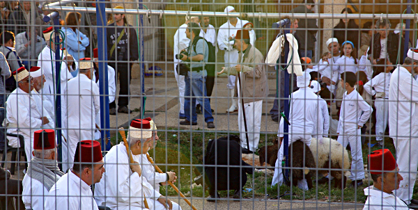 Samaritan, Shomronim, Passover Sacrifice - Waiting for the ritual slaughter of the lambs to begin