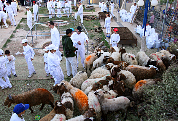 Samaritan, Shomronim, Passover Sacrifice - The Lambs -- before the slaughter