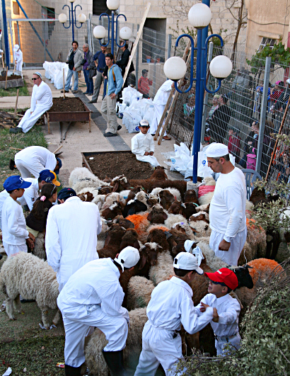 Samaritan, Shomronim, Passover Sacrifice - The Shomronim, Samaritans, and their sheep
