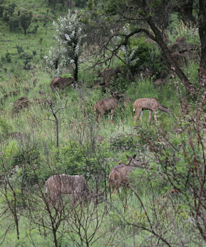 The Dark Continent - Camouflaged Kudus