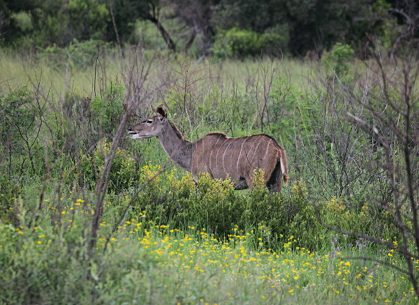 The Dark Continent - Kudus