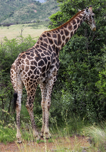 The Dark Continent - Giraffe