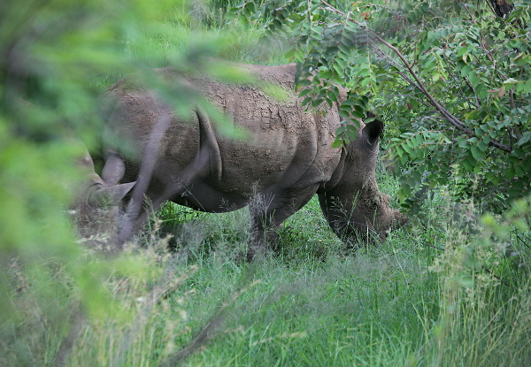 The Dark Continent - White Rhinoceros Mother with Young