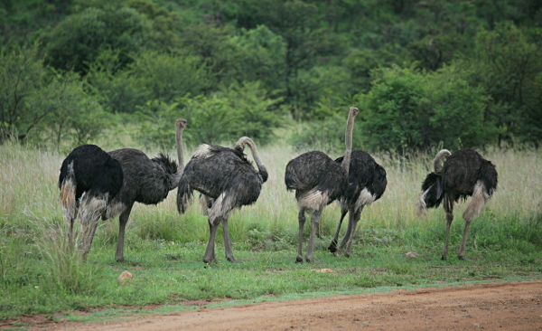 The Dark Continent - Flock of Ostriches