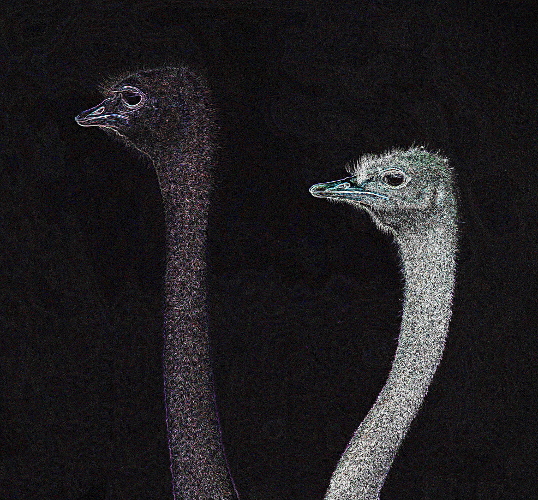 The Dark Continent - 2 Ostriches