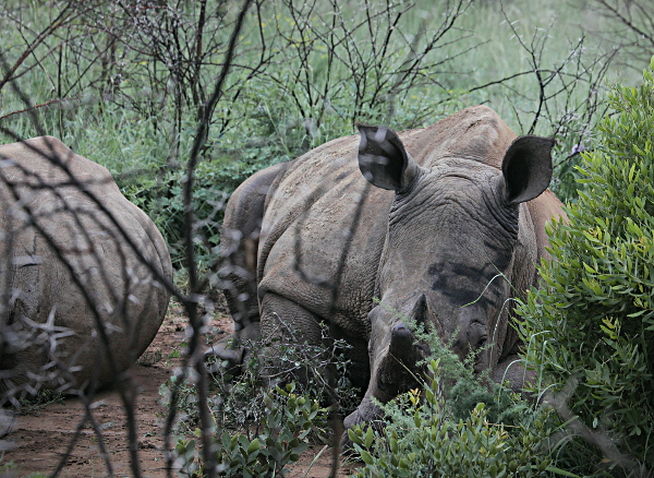 The Dark Continent - Rhinos Waking Early Morning