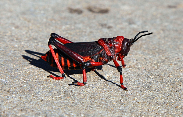 Cape Town - A Cape Town Resident