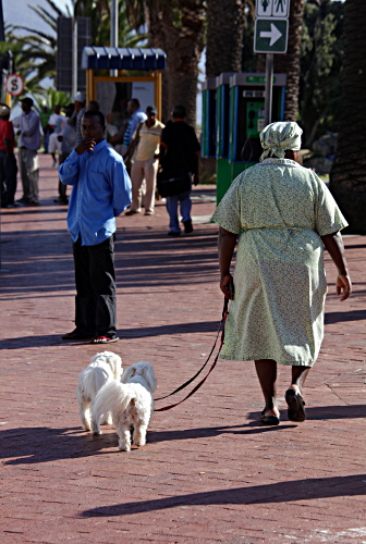 Cape Town - Camps Bay Dog Walker