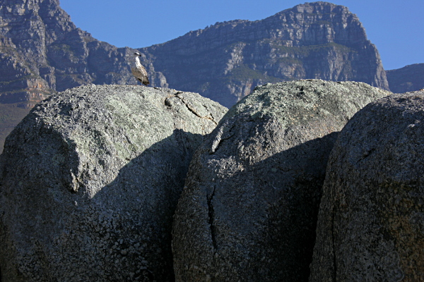 Cape Town - Sea Gull, Rocks and Table Mountain - Camps Bay, Cape Town