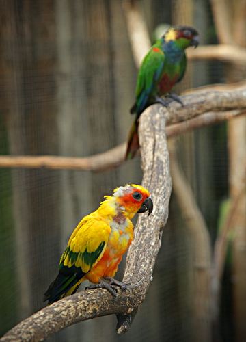 Cape Animals - Parrots