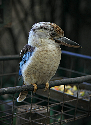 Cape Animals - Kingfisher