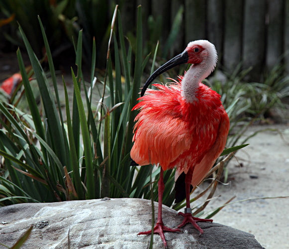 Cape Animals - Red Bird