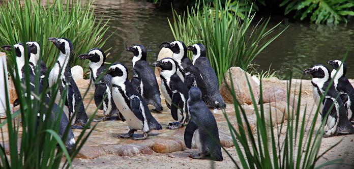 Cape Animals - Penguins
